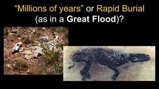 “Millions of years” or Rapid Burial
(as in a Great Flood)?
 