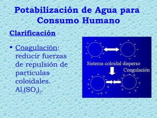 Potabilización de Agua para
Consumo Humano
Clarificación
• Coagulación:
reducir fuerzas
de repulsión de
partículas
coloidales.
Al2(SO4)3.
 