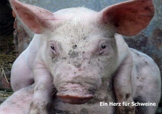 2Ein Herz für Schweine