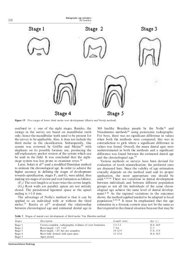 Dental radiographic indicators, a key to age estimation