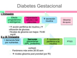 Hiperplasia
células β del
páncreas
 secreción
insulina
> demanda fetal
por nutrientes
hormonas
placentarias
(hPL, prolactina,
 resistencia
periférica a la
insulina
Glicemia
de ayuno
PTGO
I Trimestre
Efecto
progesterona
y estrógenos
cortisol)
 Fenómeno máx entre 26-30 sem
  niveles glicemia post prandial (por RI)
•  acción periférica de insulina y 
utilización de glucosa.
• Niveles de glicemia son bajos: 70-80
mg/dl.
II y III Trimestre
Secreción
Diabetes Gestacional
 