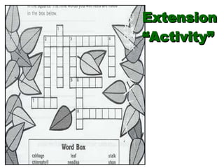 Extension “ Activity” 