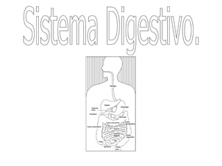 Sistema Digestivo. 