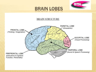 DMIT DERMATOGLYPHICS MULTIPLE INTELLIGENCE TEST | PPTX