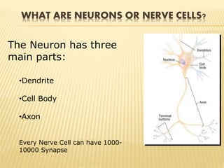 WHAT ARE NEURONS OR NERVE CELLS?
The Neuron has three
main parts:
•Dendrite
•Cell Body
•Axon
Every Nerve Cell can have 1000-
10000 Synapse
 