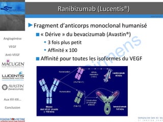 Ranibizumab (Lucentis®) Fragment d’anticorps monoclonal humanisé « Dérive » du bevacizumab (Avastin®) 3 fois plus petit Affinité x 100 Affinité pour toutes les isoformes du VEGF Angiogénèse VEGF Anti-VEGF Aux XV-XX… Conclusion 