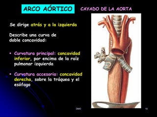 DMO 10
ARCO AÓRTICO CAYADO DE LA AORTA
Se dirige atrás y a la izquierda
 Curvatura principal: concavidad
inferior, por encima de la raíz
pulmonar izquierda
 Curvatura accesoria: concavidad
derecha, sobre la tráquea y el
esófago
Describe una curva de
doble concavidad:
 