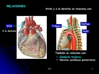 DMO 11
RELACIONES:
VCS
A la derecha
Tráquea
Esófago
NLRI
Atrás y a la derecha se relaciona con:
También se relaciona con:
 Conducto torácico
 Nervios cardíacos posteriores
 