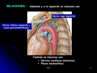 DMO 12
RELACIONES: Adelante y a la izquierda se relaciona con:
Nervio vago izquierdo
Nervio frénico izquierdo y
vasos pericardiofrénicos
También se relaciona con:
 Nervios cardíacos anteriores
 Pleura mediastínica
 