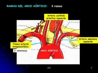 15
RAMAS DEL ARCO AÓRTICO: 3 ramas
Tronco arterial
braquiocefálico
Arteria carótida
primitiva izquierda
Arteria subclavia
izquierda
ARCO AÓRTICO
(+ voluminosa)
DMO
Bulbo aortico hasta
el istmo aortico (t4)
 