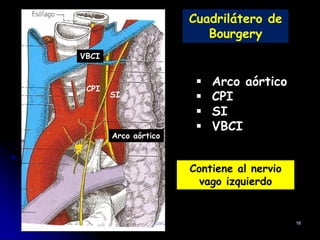 Cuadrilátero de
Bourgery
 Arco aórtico
 CPI
 SI
 VBCI
Contiene al nervio
vago izquierdo
CPI
SI
Arco aórtico
VBCI
DMO 16
 