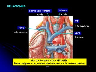 DMO 24
RELACIONES:
VBCD
VBCI
CPI
Tráquea
Nervio vago derecho
Atrás Atrás
Adelante
A la izquierda
A la derecha
NO DA RAMAS COLATERALES.
Puede originar a la arteria tiroidea ima y a la arteria tímica.
 