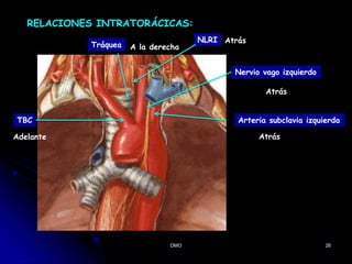 DMO 26
RELACIONES INTRATORÁCICAS:
Arteria subclavia izquierda
NLRI
Nervio vago izquierdo
Tráquea A la derecha
Atrás
Atrás
Atrás
TBC
Adelante
 
