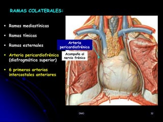 DMO 32
RAMAS COLATERALES:
 Ramas mediastínicas
 Ramas tímicas
 Ramas esternales
 Arteria pericardiofrénica
(diafragmática superior)
 6 primeras arterias
intercostales anteriores
Acompaña al
nervio frénico
Arteria
pericardiofrénica
 