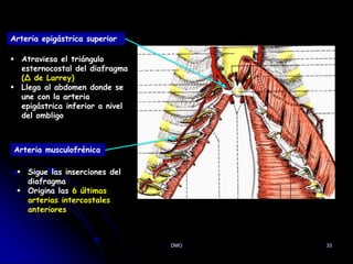 33
Arteria epigástrica superior
 Atraviesa el triángulo
esternocostal del diafragma
(∆ de Larrey)
 Llega al abdomen donde se
une con la arteria
epigástrica inferior a nivel
del ombligo
Arteria musculofrénica
 Sigue las inserciones del
diafragma
 Origina las 6 últimas
arterias intercostales
anteriores
DMO
 