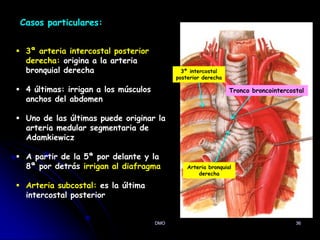 36
Casos particulares:
 3ª arteria intercostal posterior
derecha: origina a la arteria
bronquial derecha
 4 últimas: irrigan a los músculos
anchos del abdomen
 Uno de las últimas puede originar la
arteria medular segmentaria de
Adamkiewicz
 A partir de la 5ª por delante y la
8ª por detrás irrigan al diafragma
 Arteria subcostal: es la última
intercostal posterior
DMO
Tronco broncointercostal
3ª intercostal
posterior derecha
Arteria bronquial
derecha
 