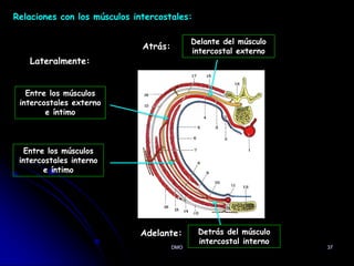 37
Relaciones con los músculos intercostales:
DMO
Delante del músculo
intercostal externo
Entre los músculos
intercostales externo
e íntimo
Atrás:
Lateralmente:
Entre los músculos
intercostales interno
e íntimo
Detrás del músculo
intercostal interno
Adelante:
 