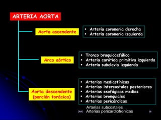 ARTERIA AORTA
Aorta ascendente
Arco aórtico
Aorta descendente
(porción torácica)
 Arteria coronaria derecha
 Arteria coronaria izquierda
 Tronco braquiocefálico
 Arteria carótida primitiva izquierda
 Arteria subclavia izquierda
 Arterias mediastínicas
 Arterias intercostales posteriores
 Arterias esofágicas medias
 Arterias bronquiales
 Arterias pericárdicas
DMO 38
Arterias subcostales
Arterias pericardiofrenicas
 