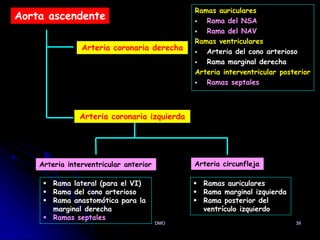 39
Aorta ascendente
Arteria coronaria derecha
Ramas auriculares
 Rama del NSA
 Rama del NAV
Ramas ventriculares
 Arteria del cono arterioso
 Rama marginal derecha
Arteria interventricular posterior
 Ramas septales
Arteria coronaria izquierda
Arteria circunfleja
Arteria interventricular anterior
 Rama lateral (para el VI)
 Rama del cono arterioso
 Rama anastomótica para la
marginal derecha
 Ramas septales
 Ramas auriculares
 Rama marginal izquierda
 Rama posterior del
ventrículo izquierdo
DMO
 