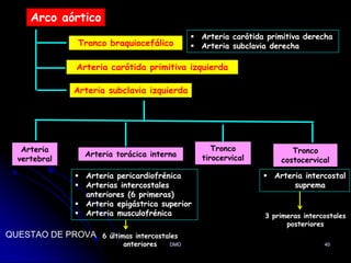Arco aórtico
Tronco braquiocefálico
Arteria carótida primitiva izquierda
Arteria subclavia izquierda
 Arteria pericardiofrénica
 Arterias intercostales
anteriores (6 primeras)
 Arteria epigástrica superior
 Arteria musculofrénica
Arteria
vertebral
Arteria torácica interna
Tronco
tirocervical
Tronco
costocervical
 Arteria intercostal
suprema
6 últimas intercostales
anteriores
3 primeras intercostales
posteriores
DMO 40
 Arteria carótida primitiva derecha
 Arteria subclavia derecha
QUESTAO DE PROVA
 