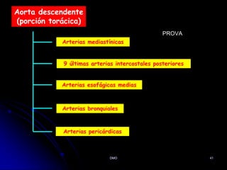 Aorta descendente
(porción torácica)
Arterias mediastínicas
9 últimas arterias intercostales posteriores
Arterias esofágicas medias
Arterias bronquiales
Arterias pericárdicas
DMO 41
PROVA
QUESTAO DE PROVA
PERICARDIOFRENICA
SUBCOSTALES
 