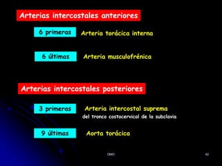 DMO 42
Arterias intercostales anteriores
Arterias intercostales posteriores
6 primeras
6 últimas
3 primeras
9 últimas
Arteria torácica interna
Arteria musculofrénica
Arteria intercostal suprema
del tronco costocervical de la subclavia
Aorta torácica
 