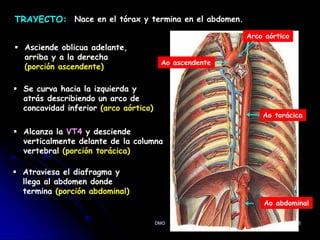 DMO 5
TRAYECTO: Nace en el tórax y termina en el abdomen.
 Asciende oblicua adelante,
arriba y a la derecha
(porción ascendente)
 Se curva hacia la izquierda y
atrás describiendo un arco de
concavidad inferior (arco aórtico)
 Alcanza la VT4 y desciende
verticalmente delante de la columna
vertebral (porción torácica)
 Atraviesa el diafragma y
llega al abdomen donde
termina (porción abdominal)
Ao ascendente
Arco aórtico
Ao torácica
Ao abdominal
 