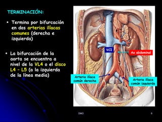 DMO 6
TERMINACIÓN:
 La bifurcación de la
aorta se encuentra a
nivel de la VL4 o el disco
L4 – L5 (a la izquierda
de la línea media)
 Termina por bifurcación
en dos arterias ilíacas
comunes (derecha e
izquierda)
Ao abdominal
Arteria ilíaca
común derecha Arteria ilíaca
común izquierda
VCI
 