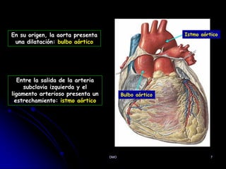 DMO 7
Entre la salida de la arteria
subclavia izquierda y el
ligamento arterioso presenta un
estrechamiento: istmo aórtico
En su origen, la aorta presenta
una dilatación: bulbo aórtico
Bulbo aórtico
Istmo aórtico
 