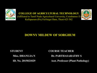 DOWNY MILDEW OF SORGHUM
COLLEGE OF AGRICULTURAL TECHNOLOGY
(Affiliated to Tamil Nadu Agricultural University, Coimbatore-3)
Kullapuram (Po),ViaVaigai Dam, Theni-625 562
STUDENT
Miss. DHANUJA N
ID. No. 2015021029
COURSE TEACHER
Dr. PARTHASARATHY S
Asst. Professor (Plant Pathology)
 