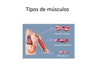 Tipos de músculos
 