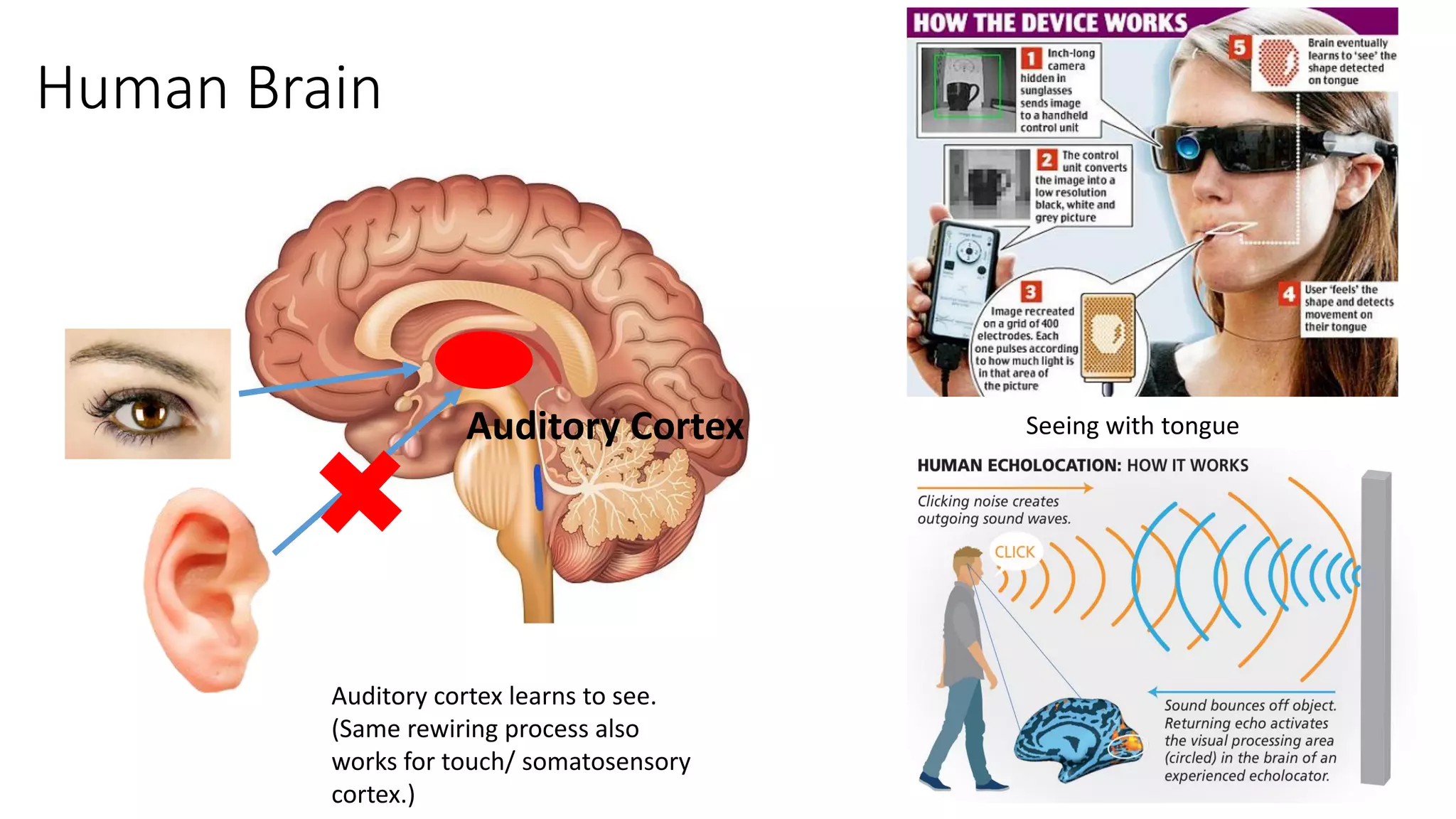 Human Brain
Auditory Cortex
Auditory cortex learns to see.
(Same rewiring process also
works for touch/ somatosensory
cortex.)
Seeing with tongue
 