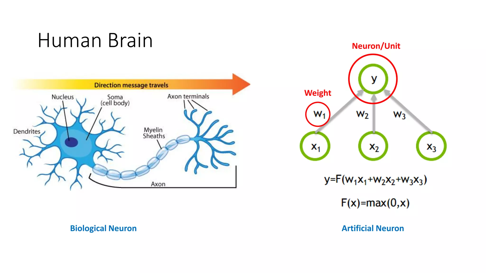 Human Brain
Biological Neuron Artificial Neuron
Neuron/Unit
Weight
 