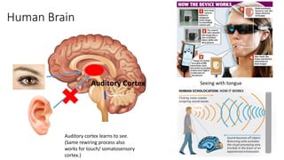 Human Brain
Auditory Cortex
Auditory cortex learns to see.
(Same rewiring process also
works for touch/ somatosensory
cortex.)
Seeing with tongue
 