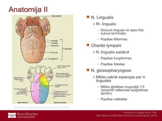12
Anatomija II
 N. Lingualis
» Rr. lingualis
- Dorsum linguae no apex līdz
sulcus terminalis
- Papillae filiformes
 Chorda tympani
» N. lingualis sastāvā
- Papillae fungiformes
- Papillae foliatae
 N. glossopharyngeus
» Mēles saknē sazarojas par rr.
linguales
- Mēles gļotādas mugurējā 1/3
(Izņemot valleculae epiglotticae
apvidu)
- Papillae valleatae
http://www.mccullochlaw.net/nerve_injury/lingual_nerve/
“Anatomy of lingual nerve” Site:
http://www.mccullochlaw.net/nerve_injury/lingual_nerve/
 
