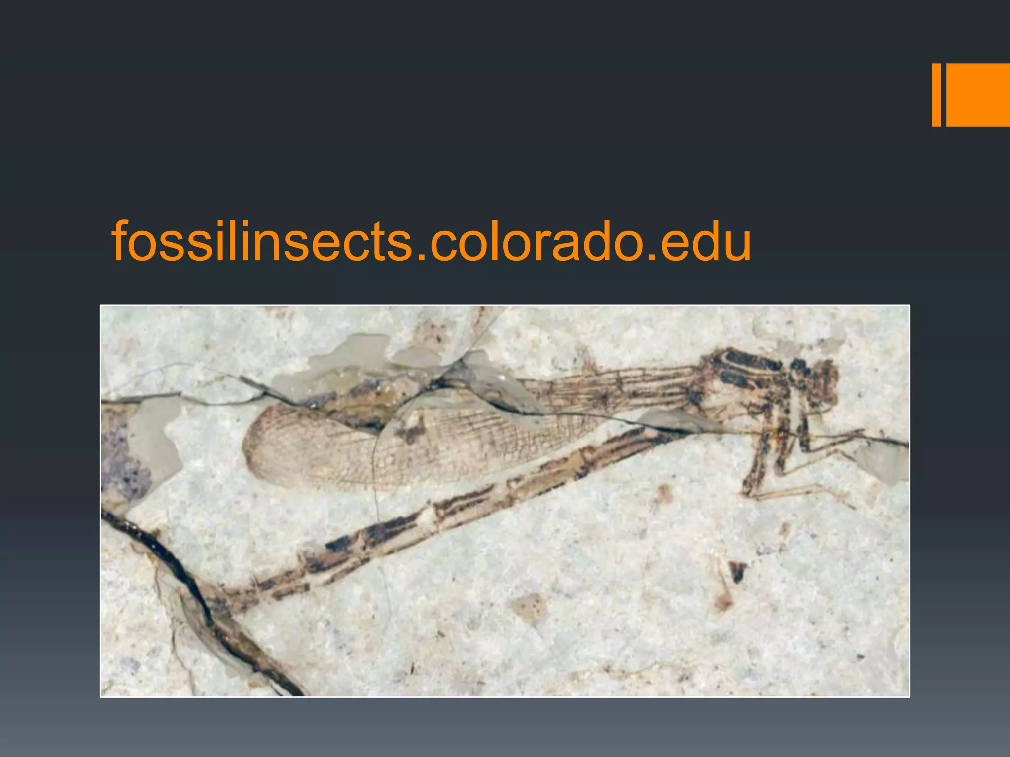 fossilinsects.colorado.edu

 