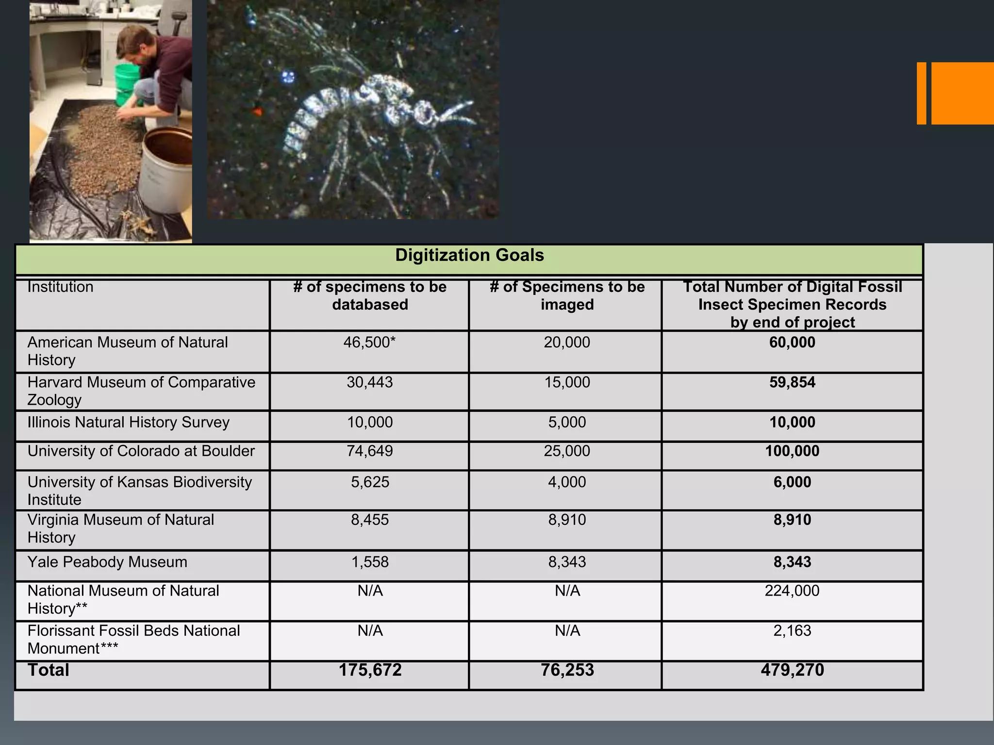 Digitization Goals
# of specimens to be
databased

# of Specimens to be
imaged

American Museum of Natural
History
Harvard Museum of Comparative
Zoology
Illinois Natural History Survey

46,500*

20,000

Total Number of Digital Fossil
Insect Specimen Records
by end of project
60,000

30,443

15,000

59,854

10,000

5,000

10,000

University of Colorado at Boulder

74,649

25,000

100,000

University of Kansas Biodiversity
Institute
Virginia Museum of Natural
History

5,625

4,000

6,000

8,455

8,910

8,910

Yale Peabody Museum

1,558

8,343

8,343

N/A

N/A

224,000

N/A

N/A

2,163

175,672

76,253

479,270

Institution

National Museum of Natural
History**
Florissant Fossil Beds National
Monument***

Total

 