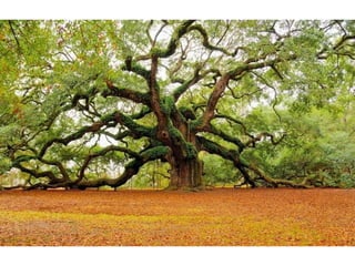 La Terra come Bellezza. Raccolta di foto dai migliori angoli del pianeta