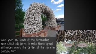 Each year, boy scouts of the surrounding
area collect elk horns to make these grand
entrances around the center of the park in
Jackson, WY.