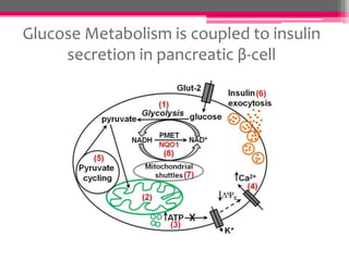 Glucose Metabolism is coupled to insulin
secretion in pancreatic β-cell

 