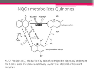 NQO1 metabolizes Quinones

Hydroquinone form

Semi-quinone form: reactive

NQO1 reduces H2O2 production by quinones: might be especially important
for β-cells, since they have a relatively low level of classical antioxidant
enzymes.

 