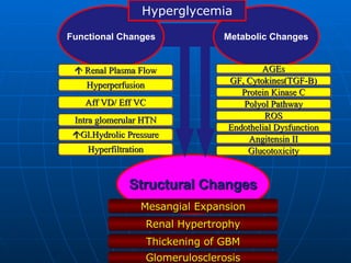 Intra glomerular HTN Hyperperfusion Aff VD/ Eff VC Hyperfiltration Polyol Pathway Protein Kinase C GF, Cytokines(TGF-B) ROS  Gl.Hydrolic Pressure Endothelial Dysfunction Angitensin II Glucotoxicity Structural Changes Metabolic Changes Functional Changes AGEs    Renal Plasma Flow Glomerulosclerosis Thickening of GBM Mesangial Expansion Hyperglycemia Renal Hypertrophy 