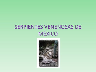 SERPIENTES VENENOSAS DE MÉXICO 