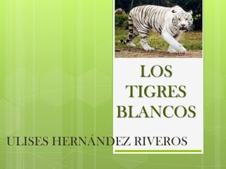 LOS
               TIGRES
              BLANCOS
ULISES HERNÁNDEZ RIVEROS
 