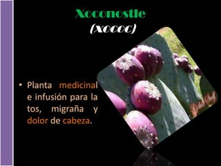 Xoconostle
                 (xococ)



• Planta medicinal
  e infusión para la
  tos, migraña y
  dolor de cabeza.
 