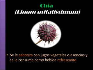 Chia
    (Linum usitatissimum)




• Se le saboriza con jugos vegetales o esencias y
  se le consume como bebida refrescante
 
