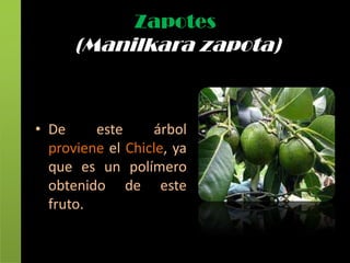 Zapotes
      (Manilkara zapota)



• De     este     árbol
  proviene el Chicle, ya
  que es un polímero
  obtenido de este
  fruto.
 