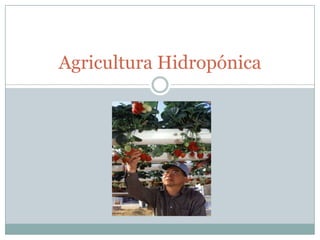 Agricultura Hidropónica 