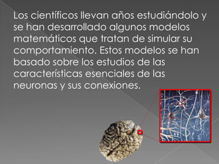 Los científicos llevan años estudiándolo y se han desarrollado algunos modelos matemáticos que tratan de simular su comportamiento. Estos modelos se han basado sobre los estudios de las características esenciales de las neuronas y sus conexiones.