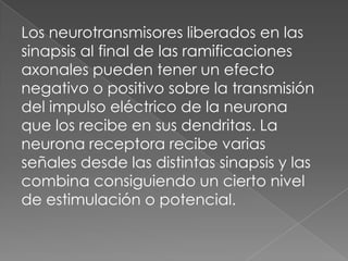 Los neurotransmisores liberados en las sinapsis al final de las ramificaciones axonales pueden tener un efecto negativo o positivo sobre la transmisión del impulso eléctrico de la neurona que los recibe en sus dendritas. La neurona receptora recibe varias señales desde las distintas sinapsis y las combina consiguiendo un cierto nivel de estimulación o potencial.